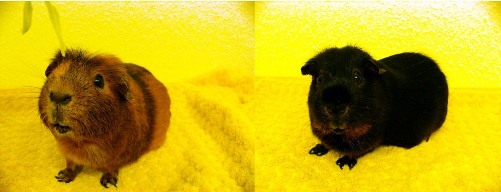 2 Meerschweinchenböcke (kastriert) mit Käfig zu verschenken - Nagetiere - Gehrden