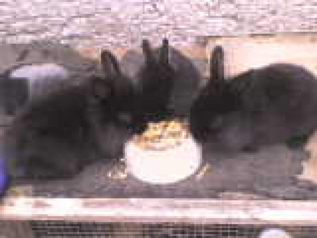 Süße Kaninchenbabys (Löwenkopfmischlinge) DRINGEND - Nagetiere - Unna