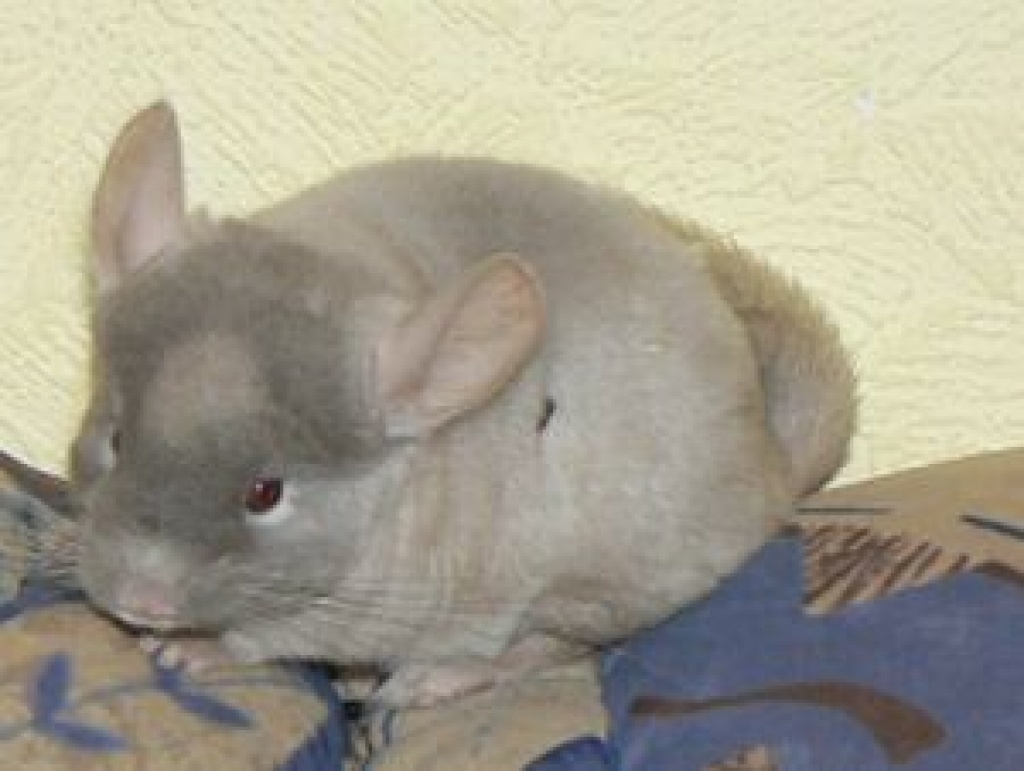 Chinchilla Nachwuchs - Nagetiere - Wesel