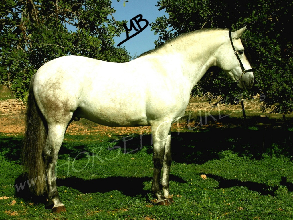 P.R.E. Hengst günstig !! - Pferde - Cartagena / SPAIN