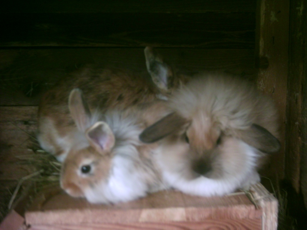 Löwenköpfchen suchen neues zuhause - Nagetiere - Ballenstedt