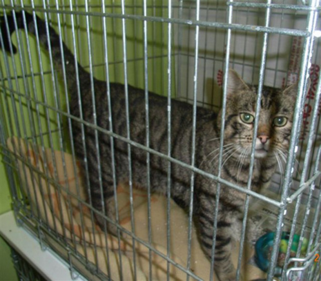 Dringend Flugpaten von Bilbao, Barcelona und Madrid nach ganz Deutschland gesuch - Flugpaten - Villmar