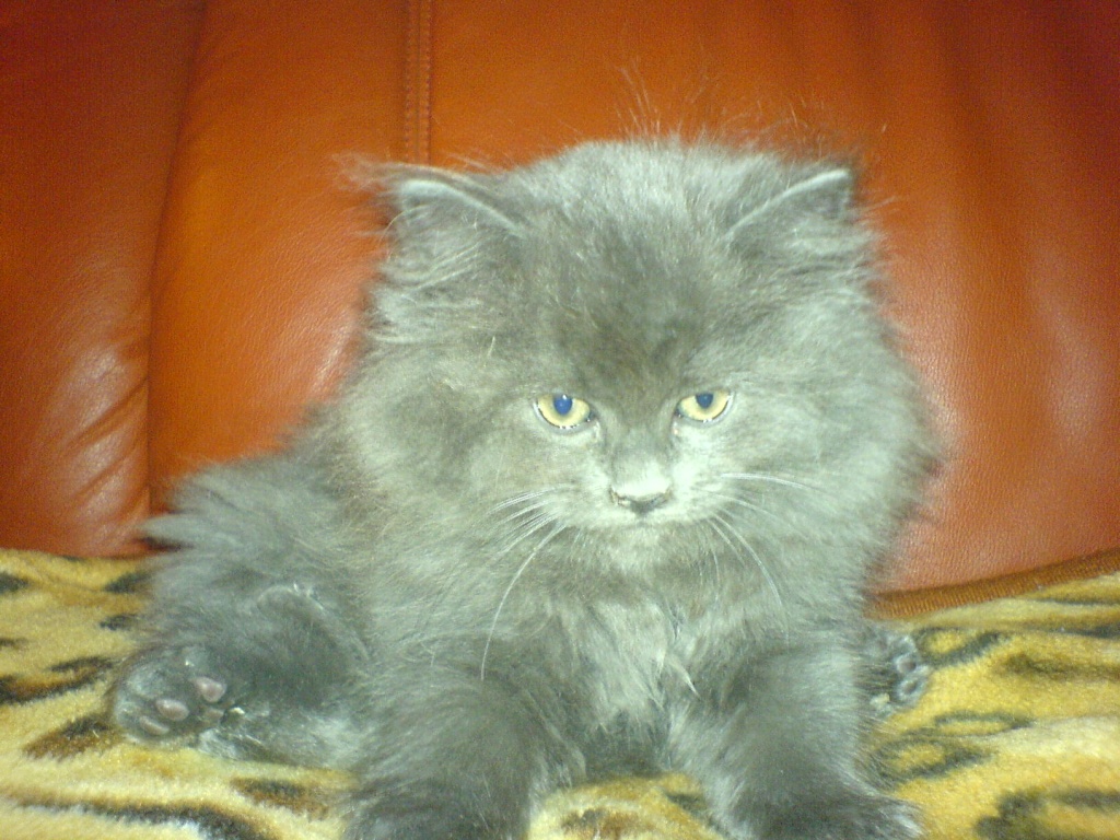 2 Perserbabys suchen neue besitzer. - Katzen - Ansbach