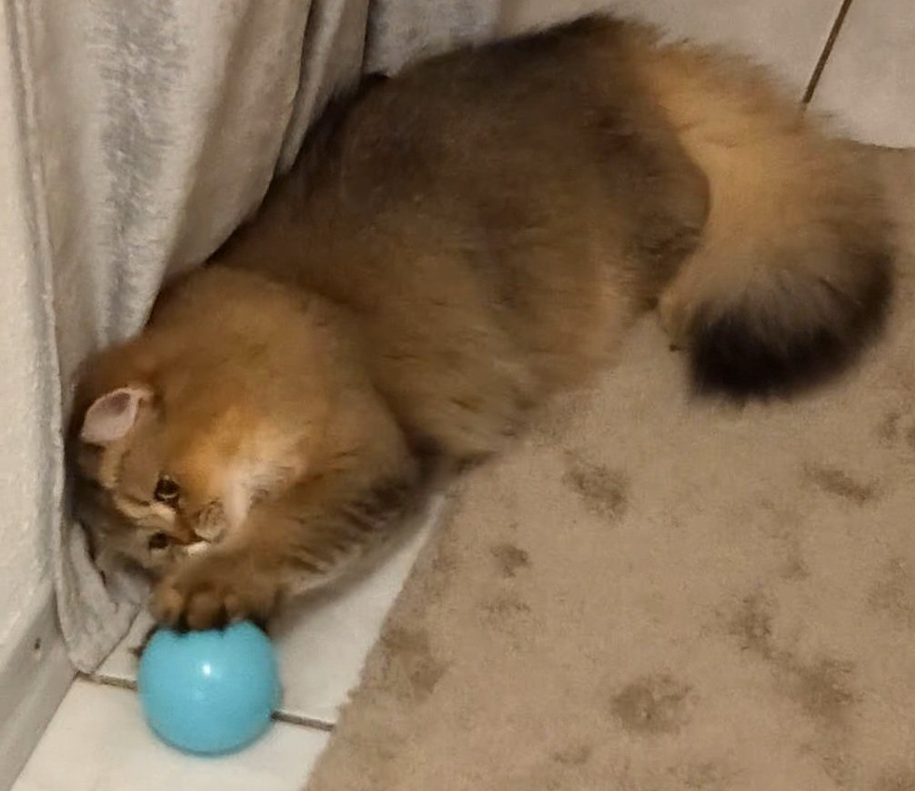 BkH umständehalber in gute Hände - Katzen - Freising