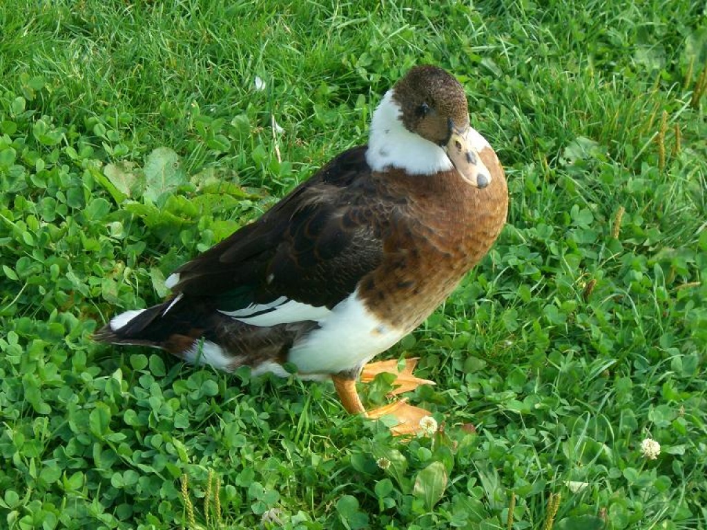 Enten/Weihnachtsenten zu verkaufen - Nutztiere - Waldkappel