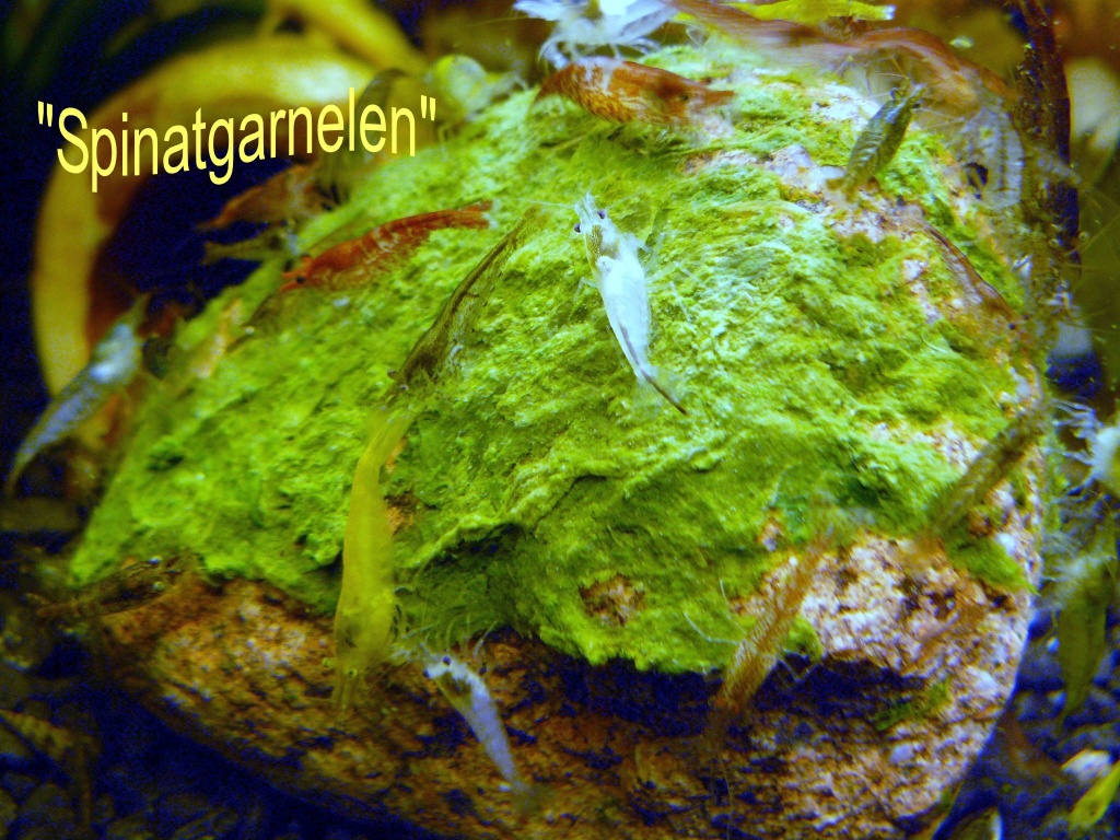 +Hammer Sommerangebot* 50 Stck.Zwerggarnelen/Preishit! - Fische - Papendorf