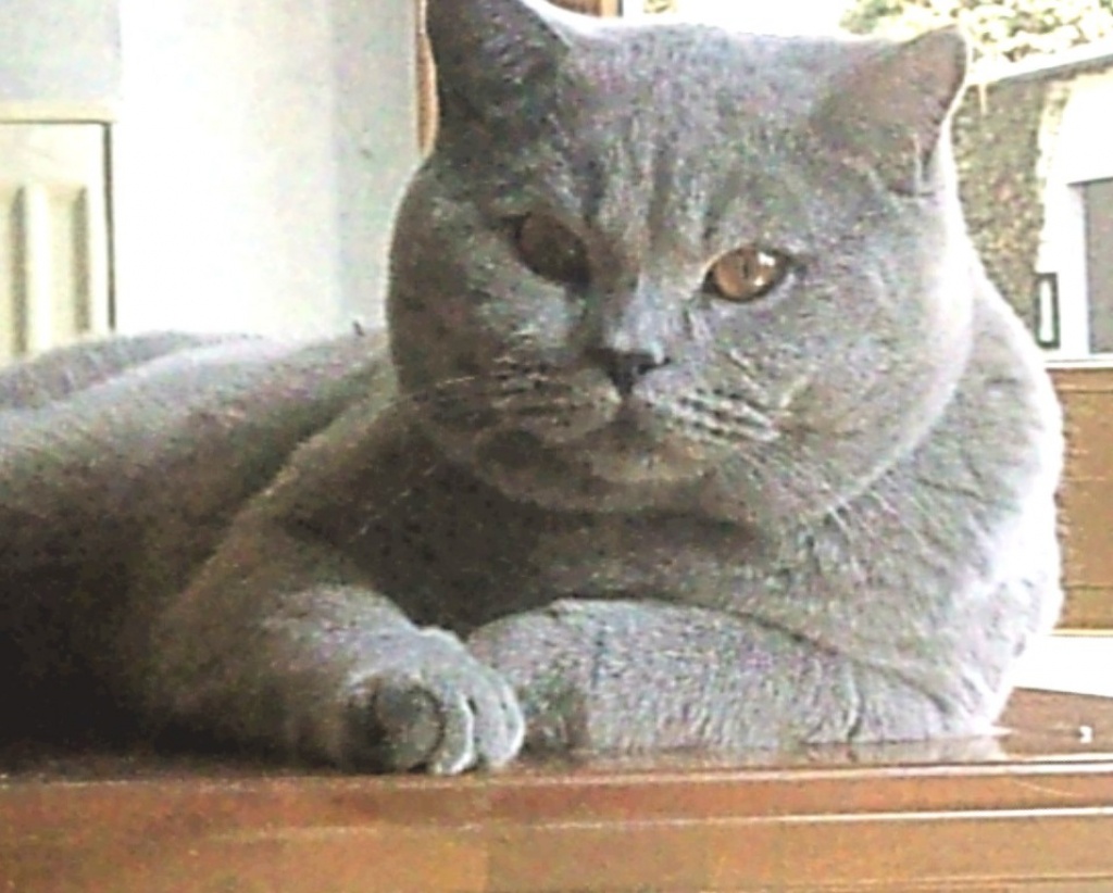 Blauer BKH Traumdeckkater ist nicht wählerisch... - Katzen - Meckenheim