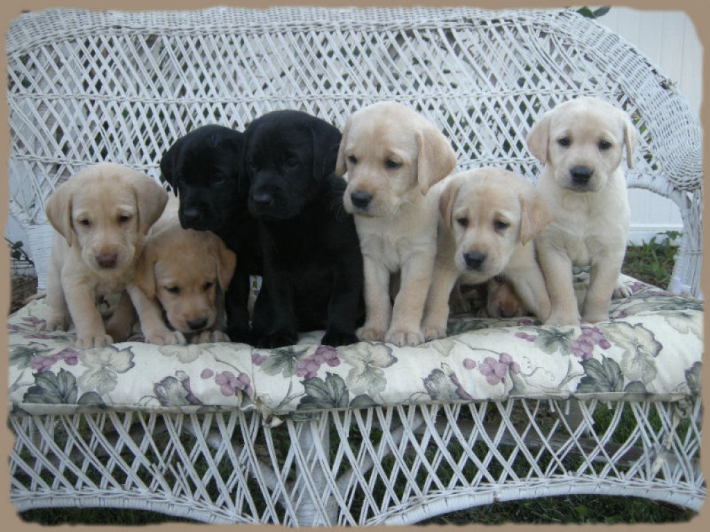 Labrador Welpen von Champions - Hunde - Bayern
