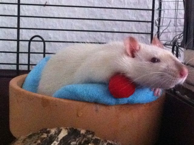 Die Ratten Johnny und Larry suchen dringend ein neues Zuhause! - Ratten - Grömitz