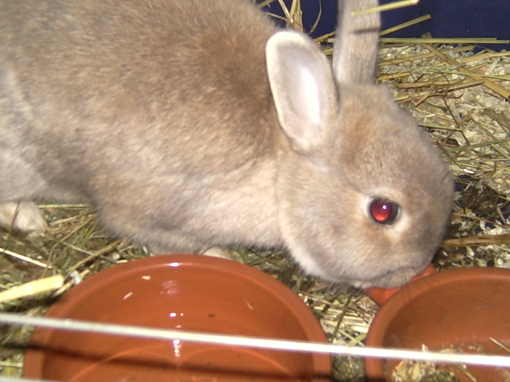 Kaninchen aus dem Tierschutz - Nagetiere - Delmenhorst