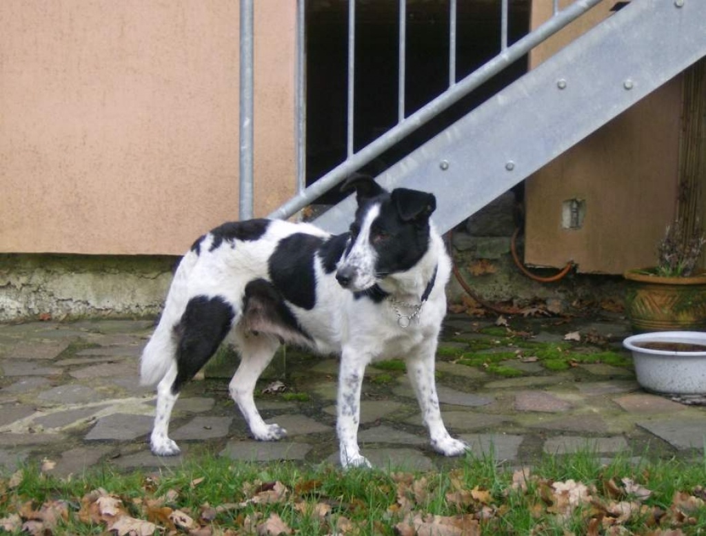 Mischlings-Hündin aus ungarischer Tötungsstation sucht liebevolles Zuhause - Hunde - Rösrath