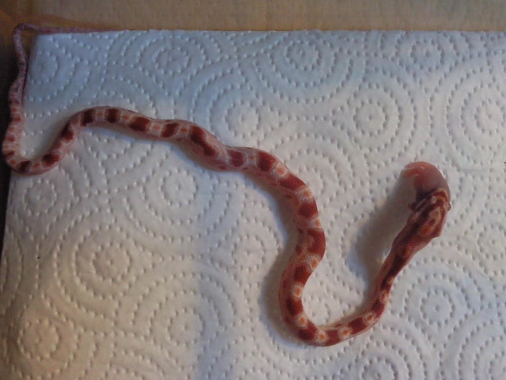 Kornnattern DNZ 07/10 Amel het Anery - Reptilien - Rheinberg