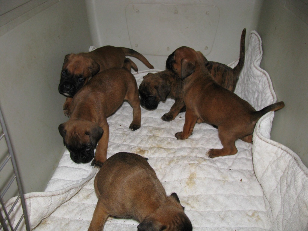 Boxerwelpen reinrassig aus Hobbyzucht - Hunde - Hollstadt