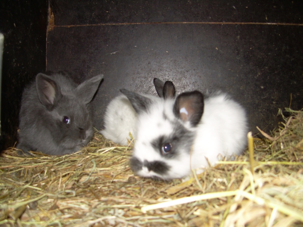 Löwenkopfkaninchen/Widderzwerge - Nagetiere - Hannover