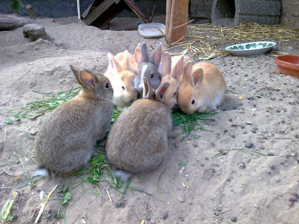 Zwerghasen - Nagetiere - Rüdersdorf