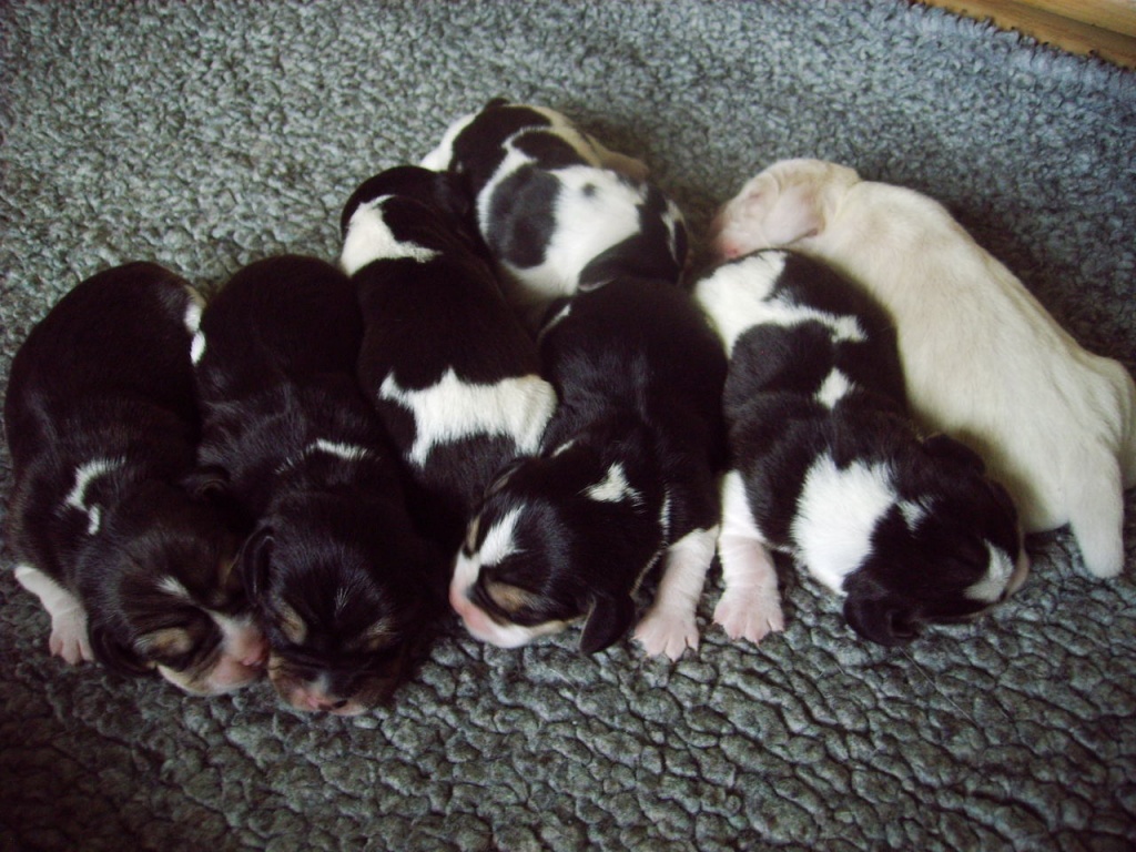 Beaglewelpen of the Jolly Kids - Hunde - Bochum