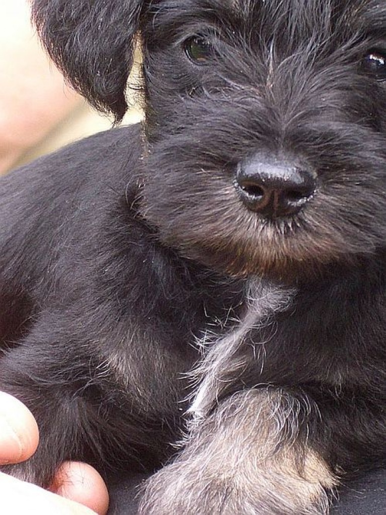 Wunderschöne Zwergschnauzerwelpen - Hunde - Berlin