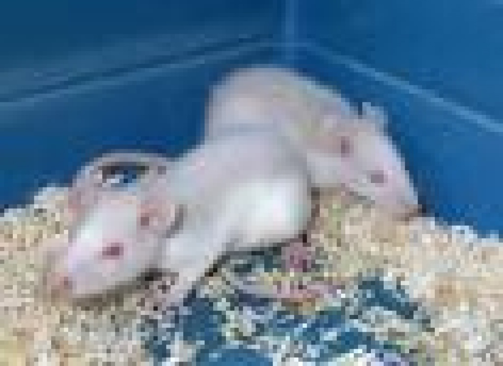 Junge, schöne Ratten zu verschenken - Nagetiere - Wilhelmsdorf