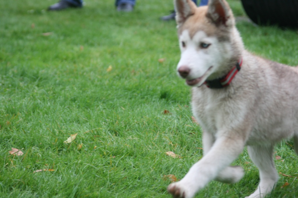 Super süße 14w alte Husky hündin. NRW - Hunde - Dinslaken