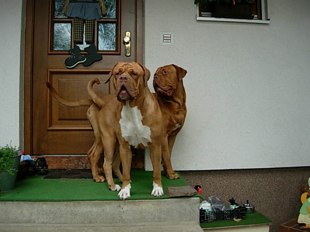 Bordeauxdoggen abzugeben - Hunde - Rahnestraße 7 A