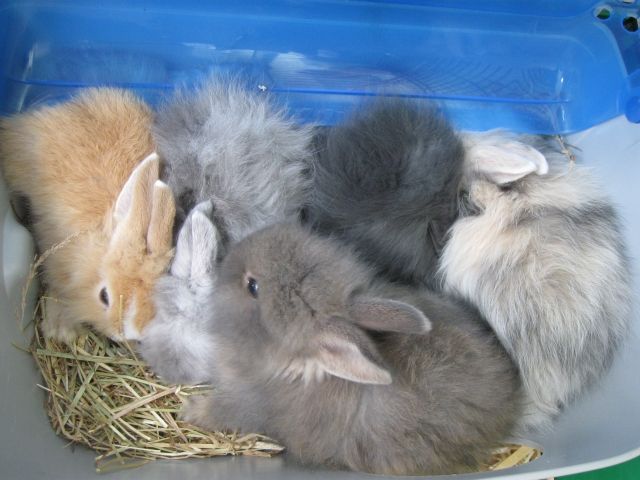 5 süße Zwergkaninchen abzugeben - Hasen Kaninchen - Dresden