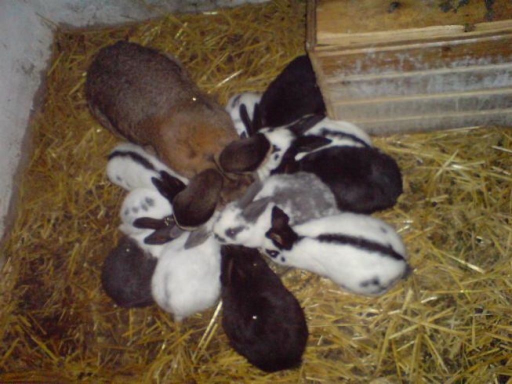 Deutsche Riesenschecken 7 wo alt - Nagetiere - Weilerswist