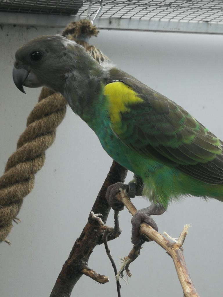 Meyers Papageien ( Goldbug) - Voegel - Porta Westfalica