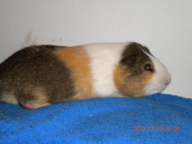 Meerschweichen und Kaninchen aus priv. Pflegestelle suchen ein zu Hause  - Meerschweinchen - Oldenburg