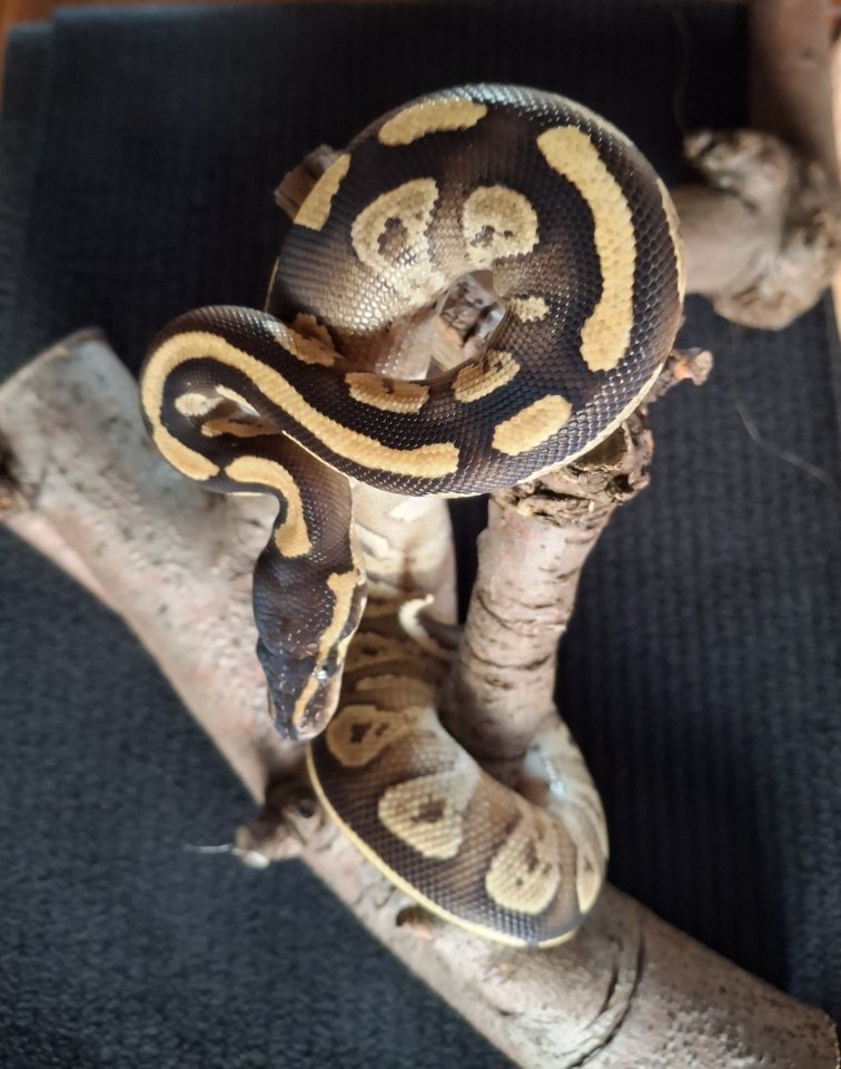 Biete Junge Königspython an - Reptilien - Datteln