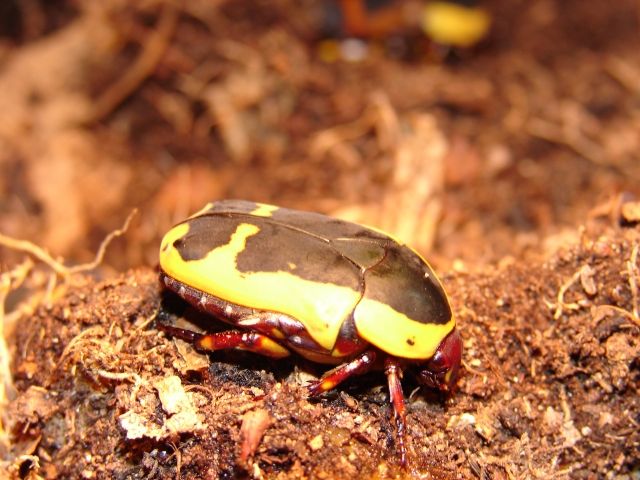 Pachnoda sinuta (Rosenkäfer) - Terrarien - Rohrbeck