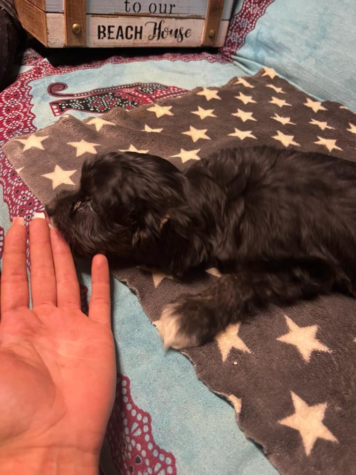 CAVALIER KING CHARLES ×PUDEL WELPEN - Hunde - Mühlen Eichsen OT Goddin
