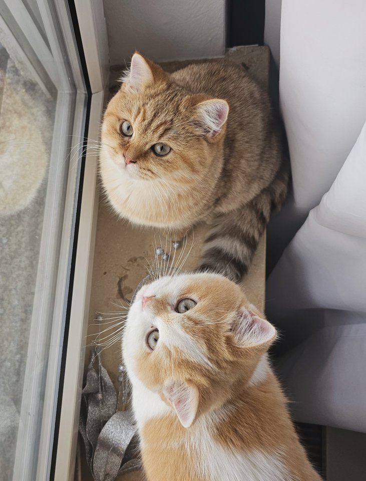 Britisch Kurzhaar 5 Monate - Katzen - Oberhausen-Rheinhausen