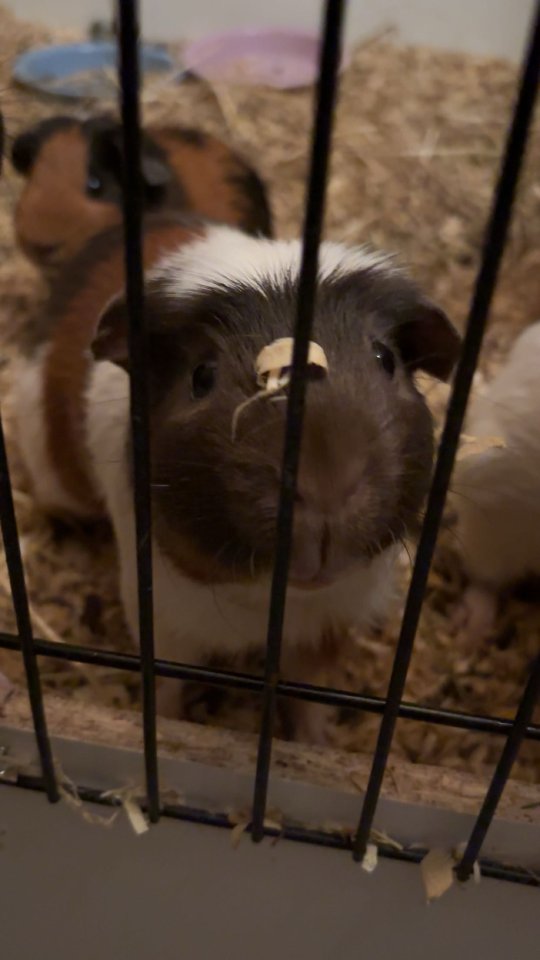 Aufnahme von Meerschweinchen - Nagetiere - Langwedel