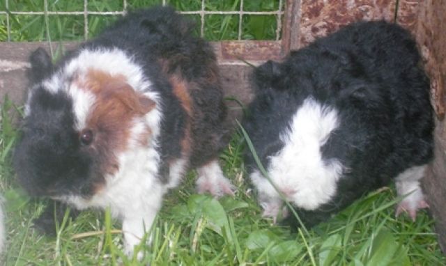 Meerschweinböckchen suchen dringend neues zuhause - Meerschweinchen - Schevenhütte