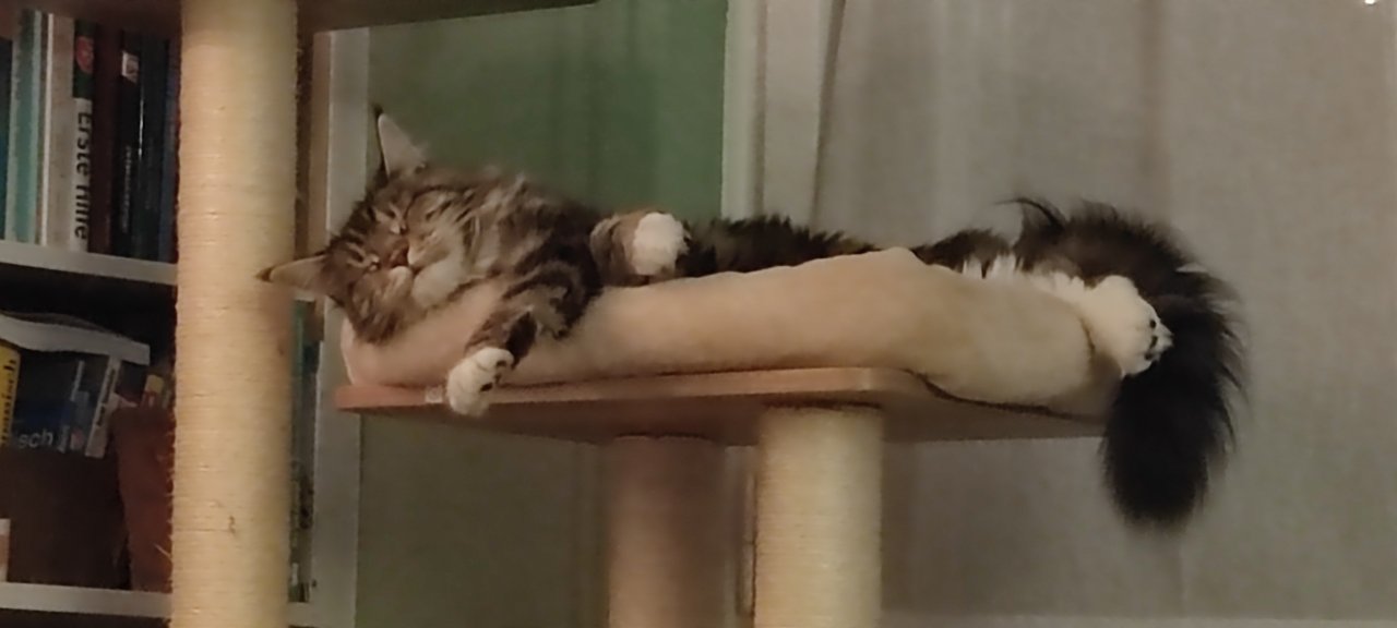 Deckkater Langhaar gesucht - Katzen - Dresden