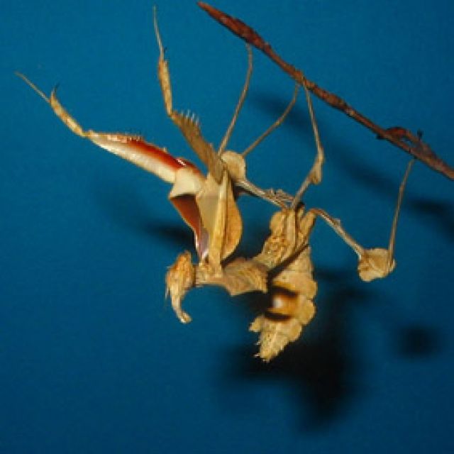Idolomatis diabolica IGM 198 - Insekten - Fiwa
