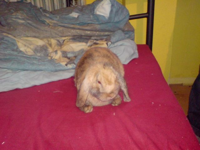 3 Monat altes Widderkaninchen w sucht ein neues Zuhause - Hasen Kaninchen - Karlsruhe