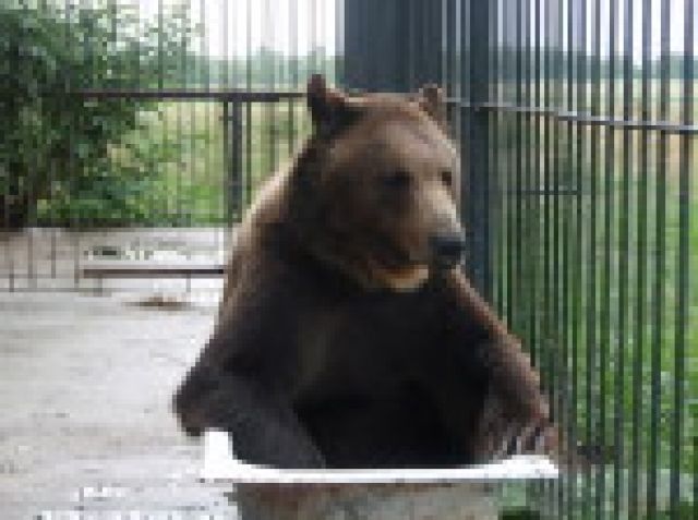PLÄTZE FÜR BAEREN GESUCHT !!!!!!! - Tiere In Not - Osnabrück