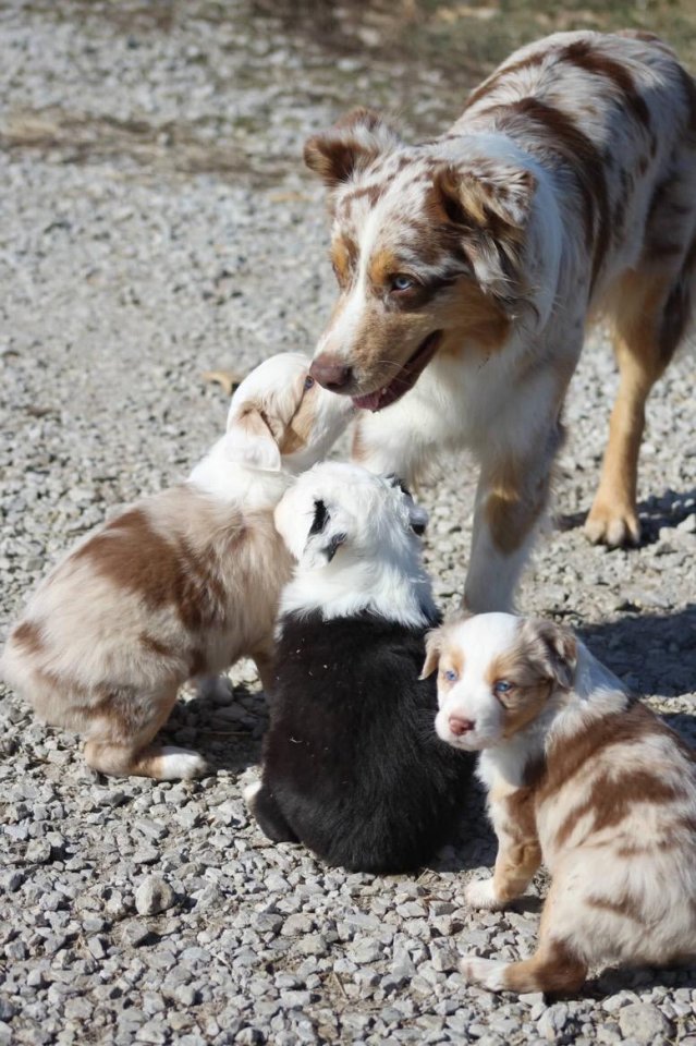 Bildschöne, reinrassige Australian Shepherd Welpen aus kontrollierter, verantwor - Hunde - Frankfurt am Main