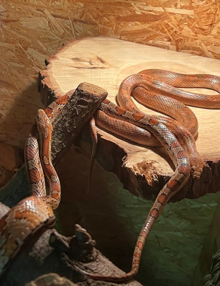 Zwei Kornnattern inkl. Terrarium - Reptilien - Berlin