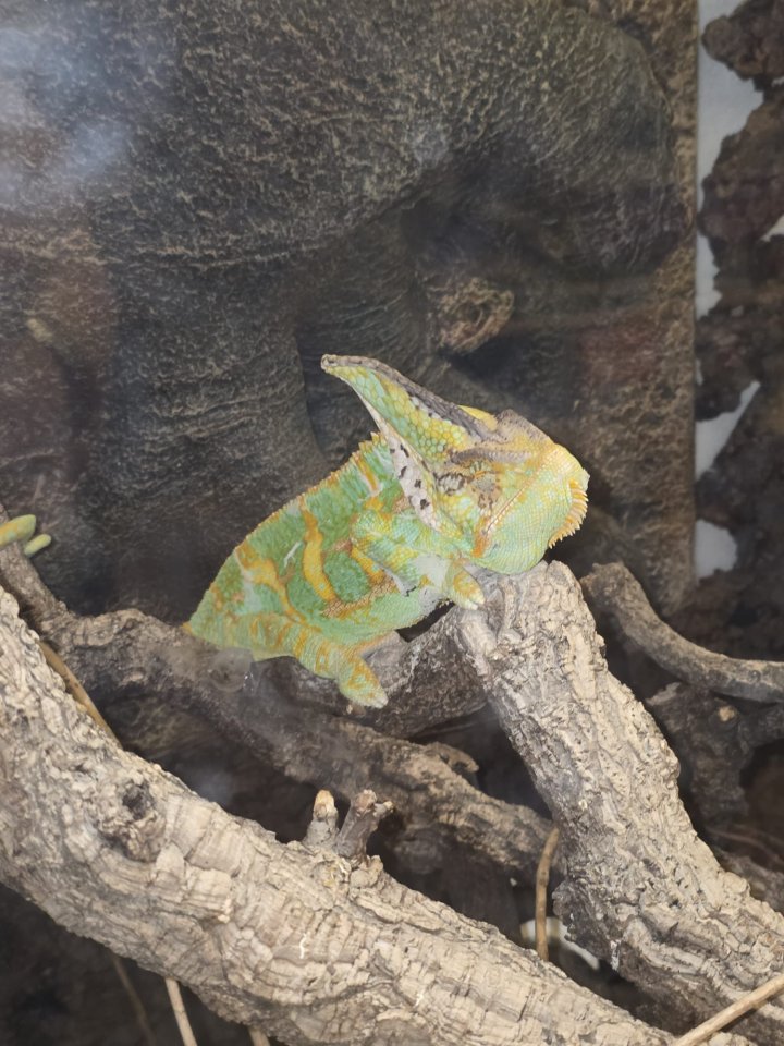 Jemenchamäleon männlich - Reptilien - Herzogenrath