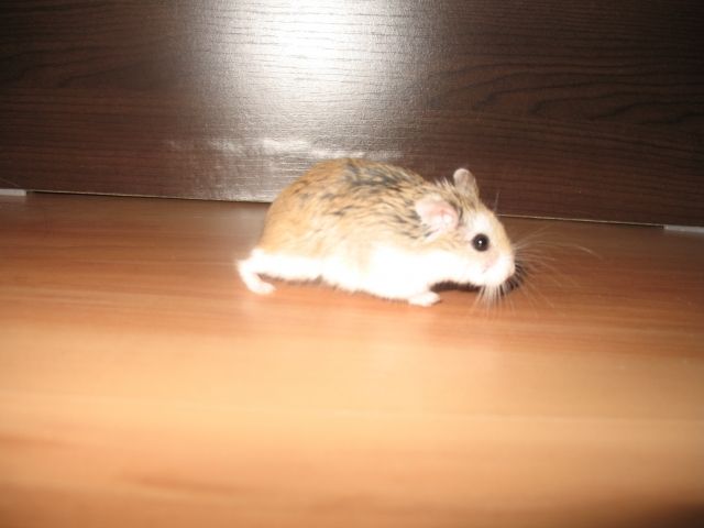 Zwerghamster inkl. Zubehör zu verschenken - Hamster - Schwerte