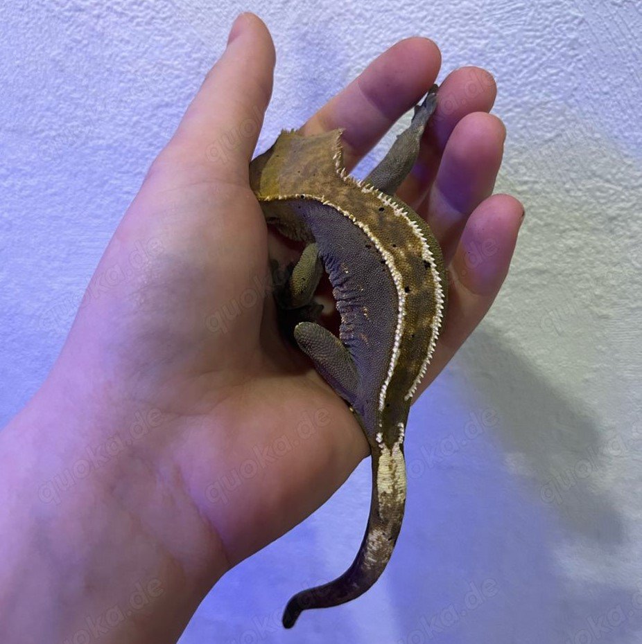Crested Gecko / Kronengecko „Pinstripe“ abzugeben - Reptilien - Hanerau-Hademarschen