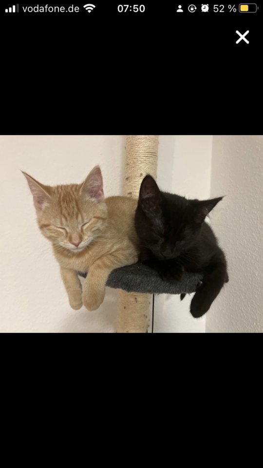 Bkh-Maincoon Kitten suchen ein liebevolles Zuhause! - Katzen - Wenden