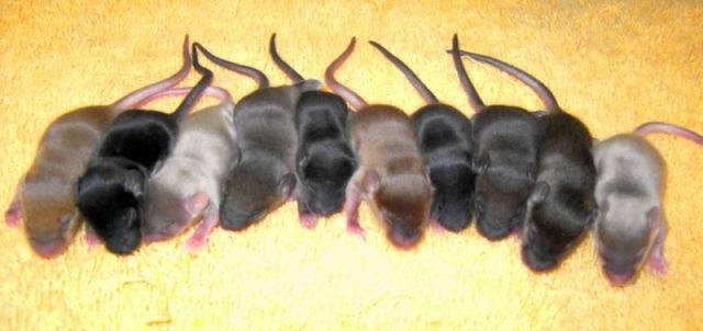 Farbmauswelpen aus seriöser Liebhaberzucht - Maeuse - Berlin