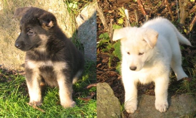 5 süße Welpen (Schäferhundmix) von Privat