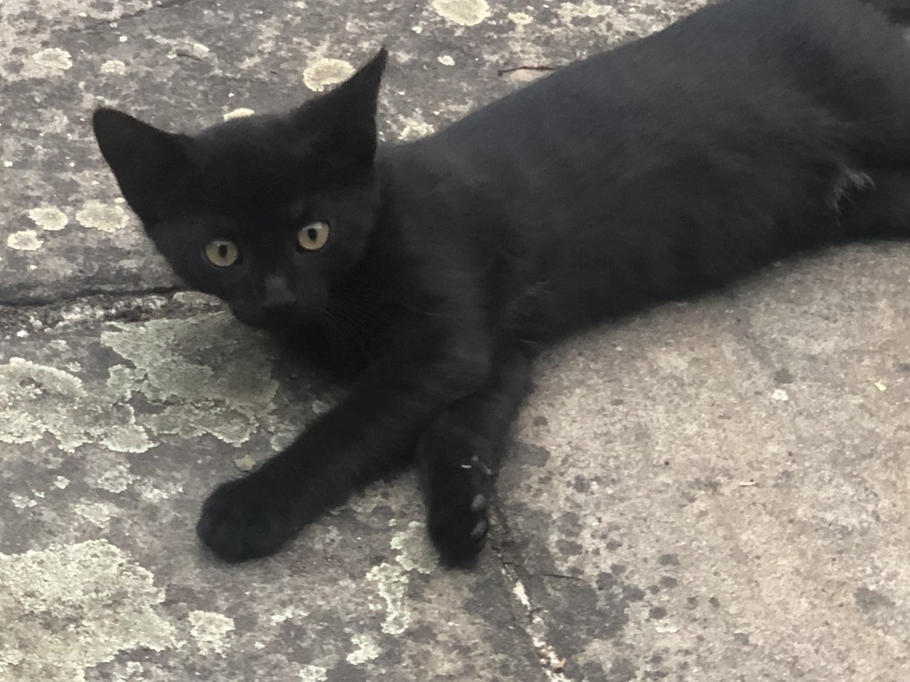 2 Hauskatzen in naturnahe Umgebung mit sicherem Freigang abzugeben - Katzen - Dortmund 