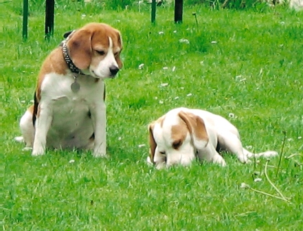 Wurfankündigung Beaglewelpen - Hunde - Krumbach Schwaben