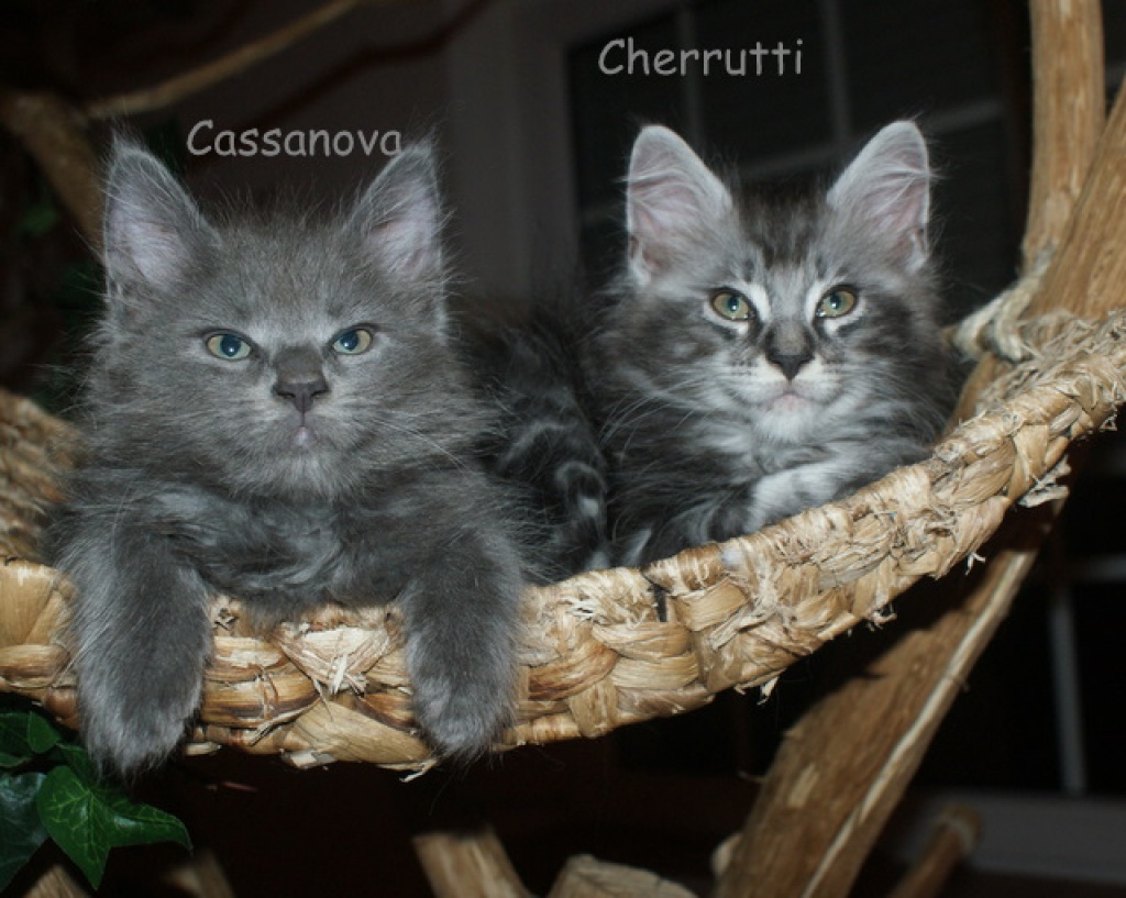 Maine Coon Kitten aus Hobbyzucht zu verkaufen - Katzen - Remscheid