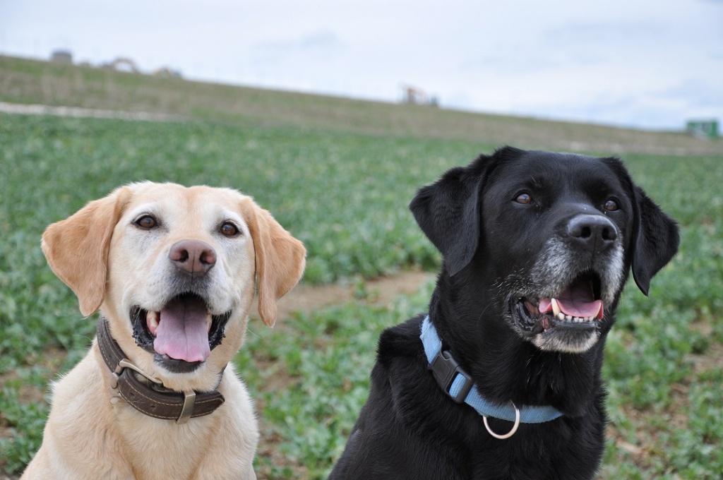 Hausbesuche und Dogsitting in Würzburg - Pflegestellen - Würzburg